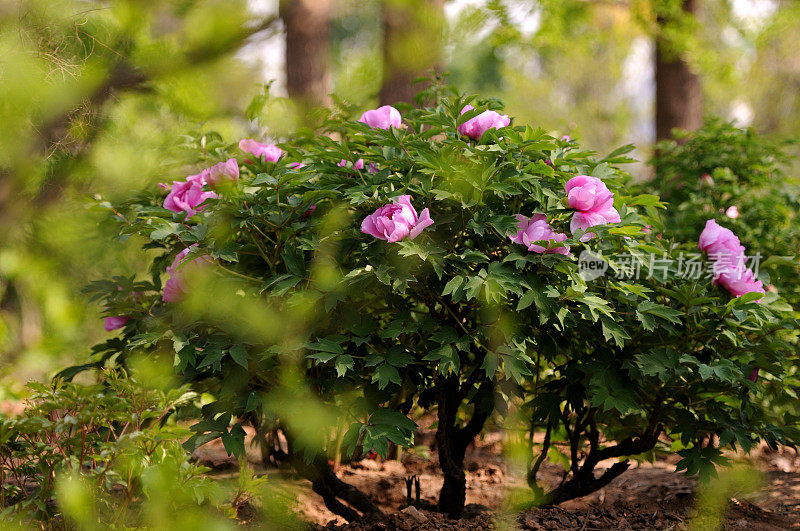 Paeonia suffruticosa